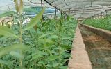 ورود نیشکر خوزستان برای تولید سالانه ۲۲ میلیون نهال اکالیپتوس