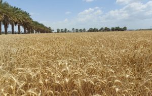 خوزستان سالانه به بیش از ۱۰۰ هزار تن گندم بذری نیاز دارد