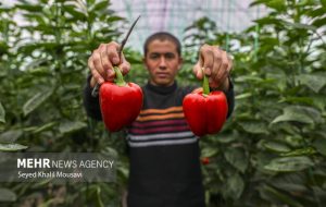 گزارش تصویری از برداشت فلفل دلمه رنگی در خوزستان