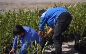 یک کلیپ از کاشت سه هزار اصله نهال توسط پتروشیمی خوزستان
