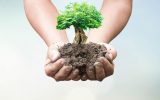 روز درختکاری یا نمایش نهال‌کاری؟ ضرورت تغییر رویکرد در کاشت درخت در مناطق گرمسیری