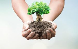 روز درختکاری یا نمایش نهال‌کاری؟ ضرورت تغییر رویکرد در کاشت درخت در مناطق گرمسیری