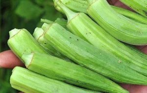 اجرای کشت بامیه با آبیاری نوین در ماهشهر