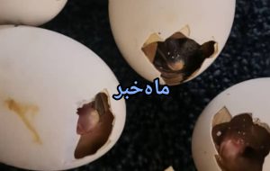آرزوی زندگی پشت قطعی های برق در خوزستان، جاندارانی که به دنیا نیامده مُردند