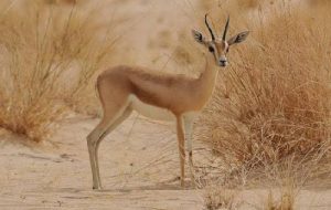 هندیجان میزبان نخستین مرکز پرورش آهو در خوزستان شد